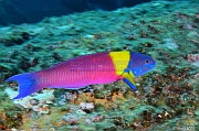 Thalassoma lucasanum Girelle de Cortez male-La Paz Los Islotes Arche-7m-20181025-Denis-ADER-DSC_0093_tn